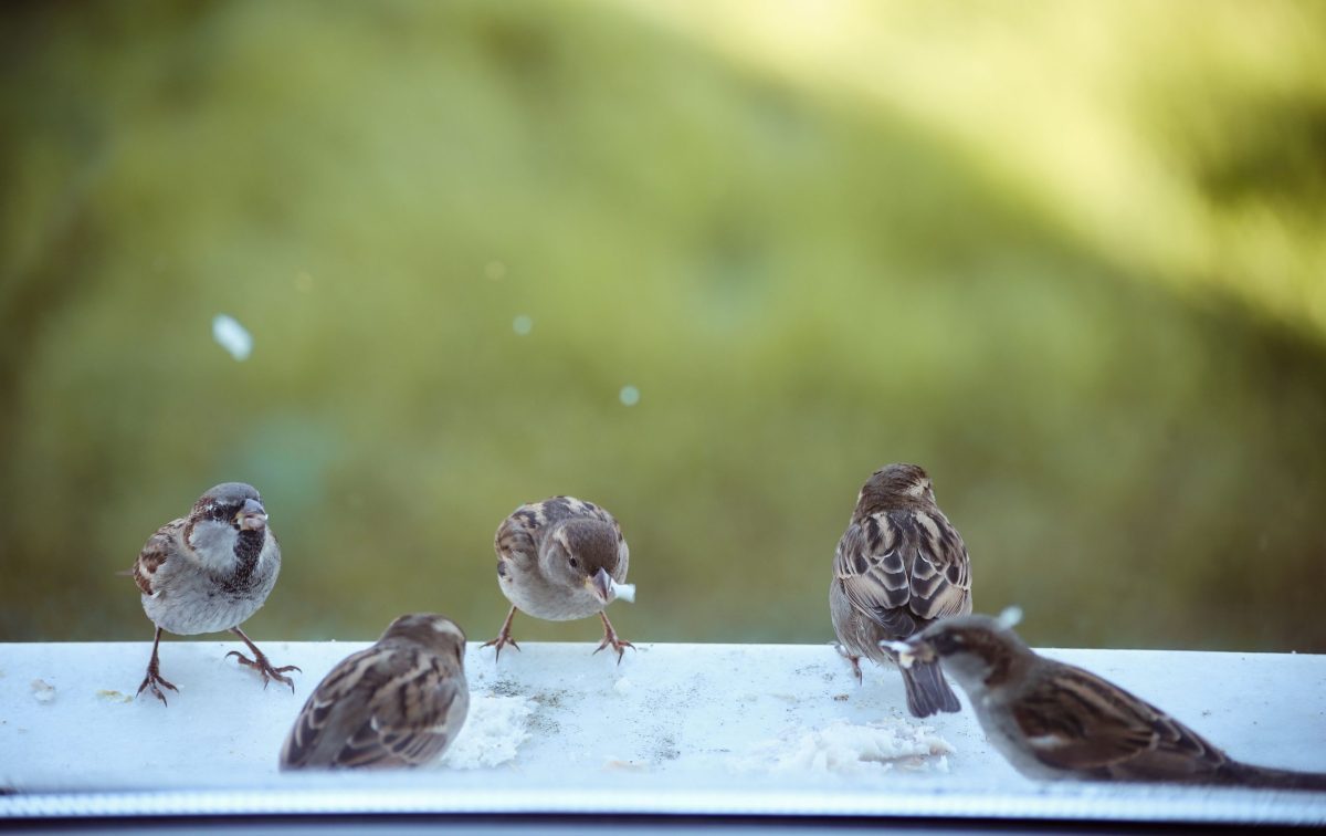 Bird‑safe glass must become the norm to prevent collisions with buildings